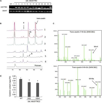 An Arabidopsis Cytokinin-Modifying Glycosyltransferase UGT76C2 Improves Drought and Salt Tolerance in Rice